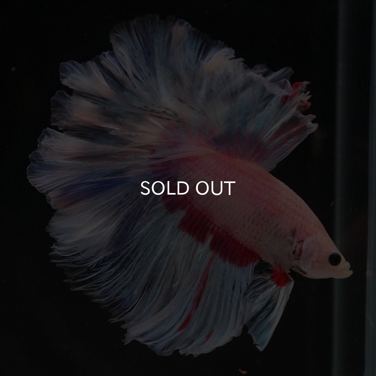 画像6: HM　ホワイトファンシー　ローズテール (6)