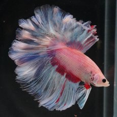 画像6: HM　ホワイトファンシー　ローズテール (6)