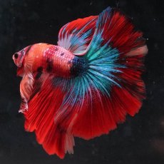 画像9: HM　キャンディ (9)