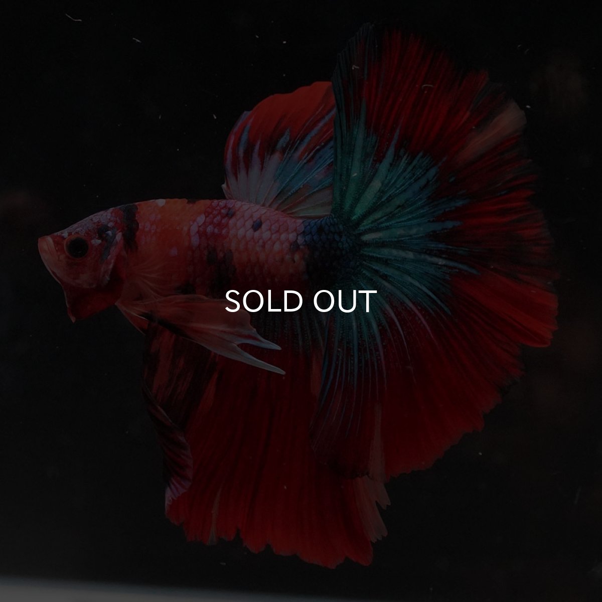 画像8: HM　キャンディ (8)