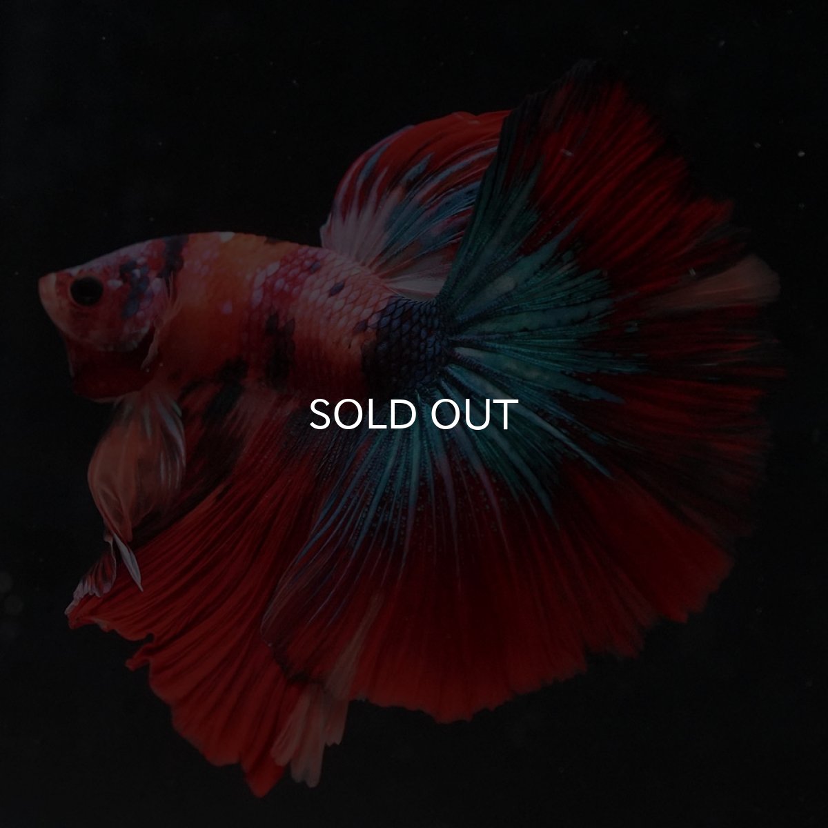 画像2: HM　キャンディ (2)