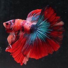 画像2: HM　キャンディ (2)