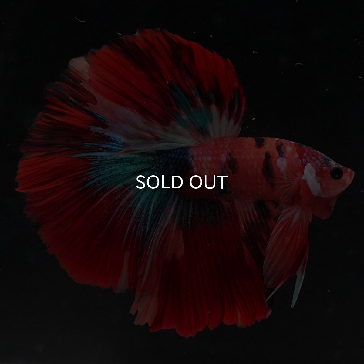 画像7: HM　キャンディ (7)