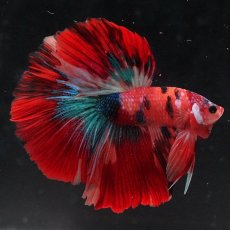 画像7: HM　キャンディ (7)