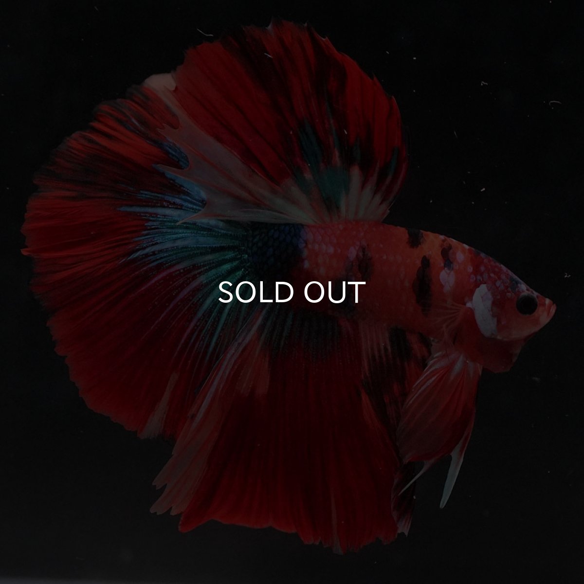 画像5: HM　キャンディ (5)