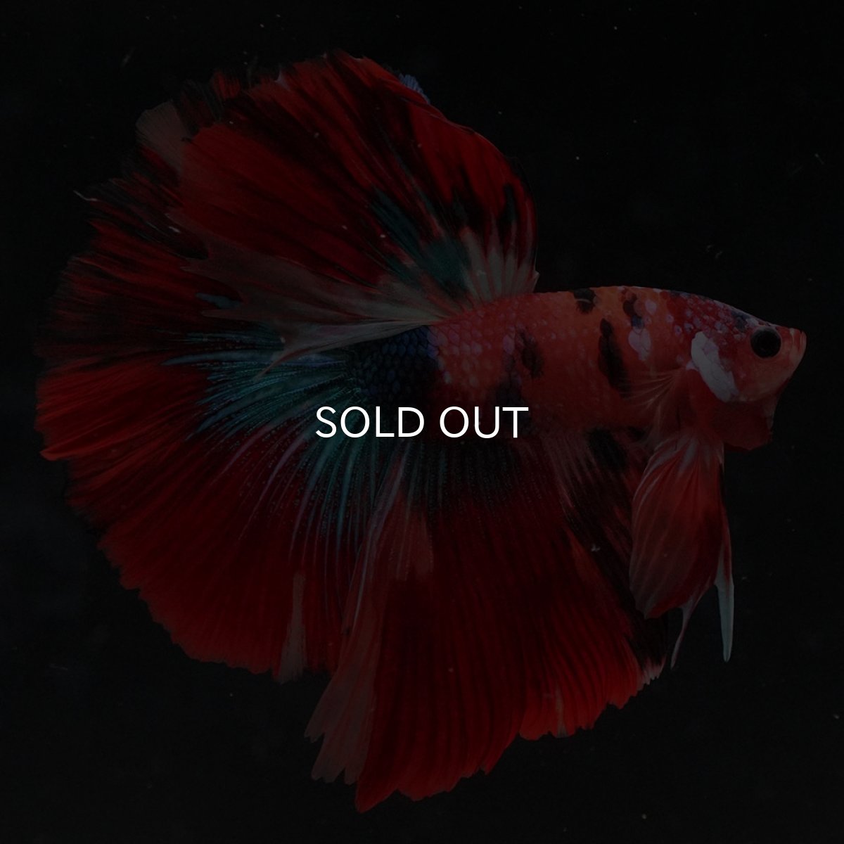 画像3: HM　キャンディ (3)