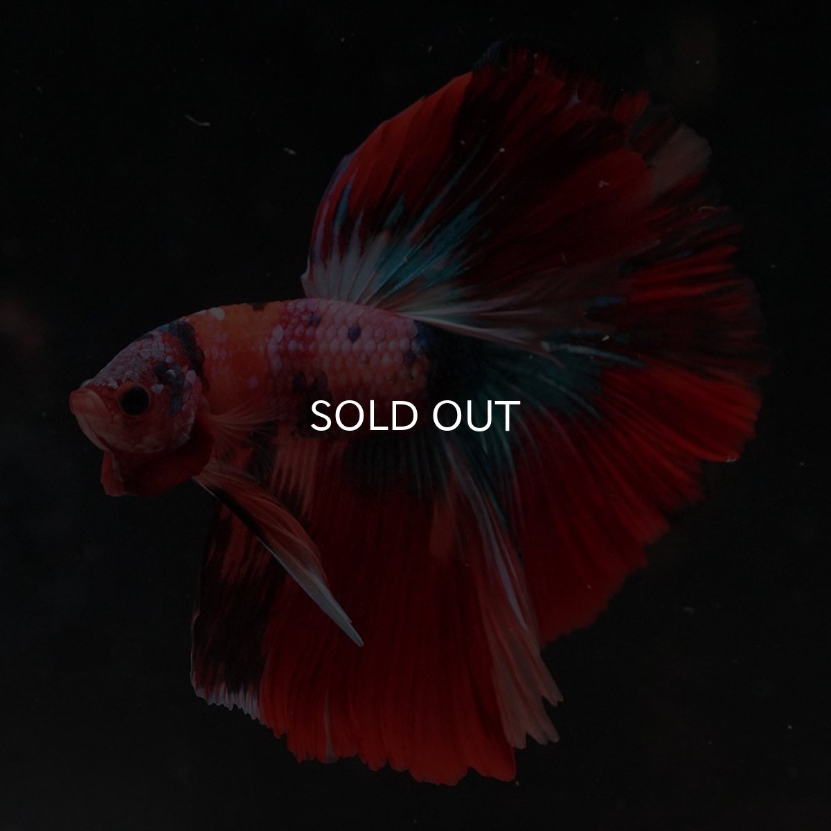 画像6: HM　キャンディ (6)