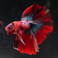 画像6: HM　キャンディ (6)