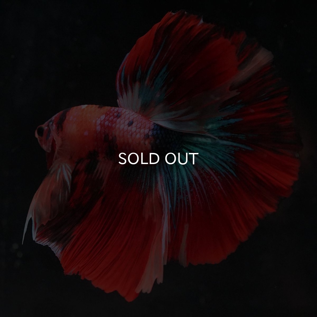 画像4: HM　キャンディ (4)