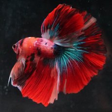 画像4: HM　キャンディ (4)