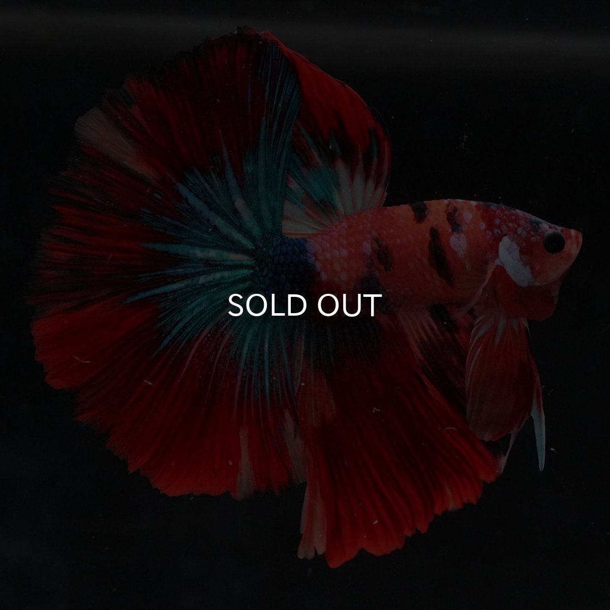 画像1: HM　キャンディ (1)