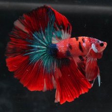 画像1: HM　キャンディ (1)