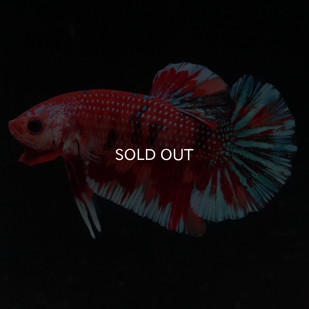 画像7: HMPK　キャンディ (7)