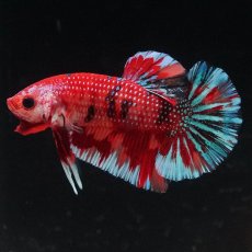 画像7: HMPK　キャンディ (7)