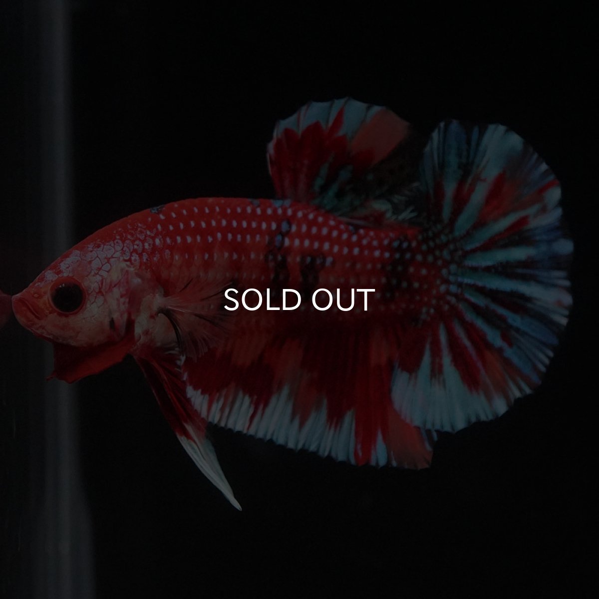 画像4: HMPK　キャンディ (4)