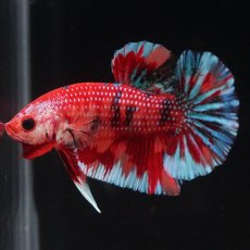 画像4: HMPK　キャンディ (4)