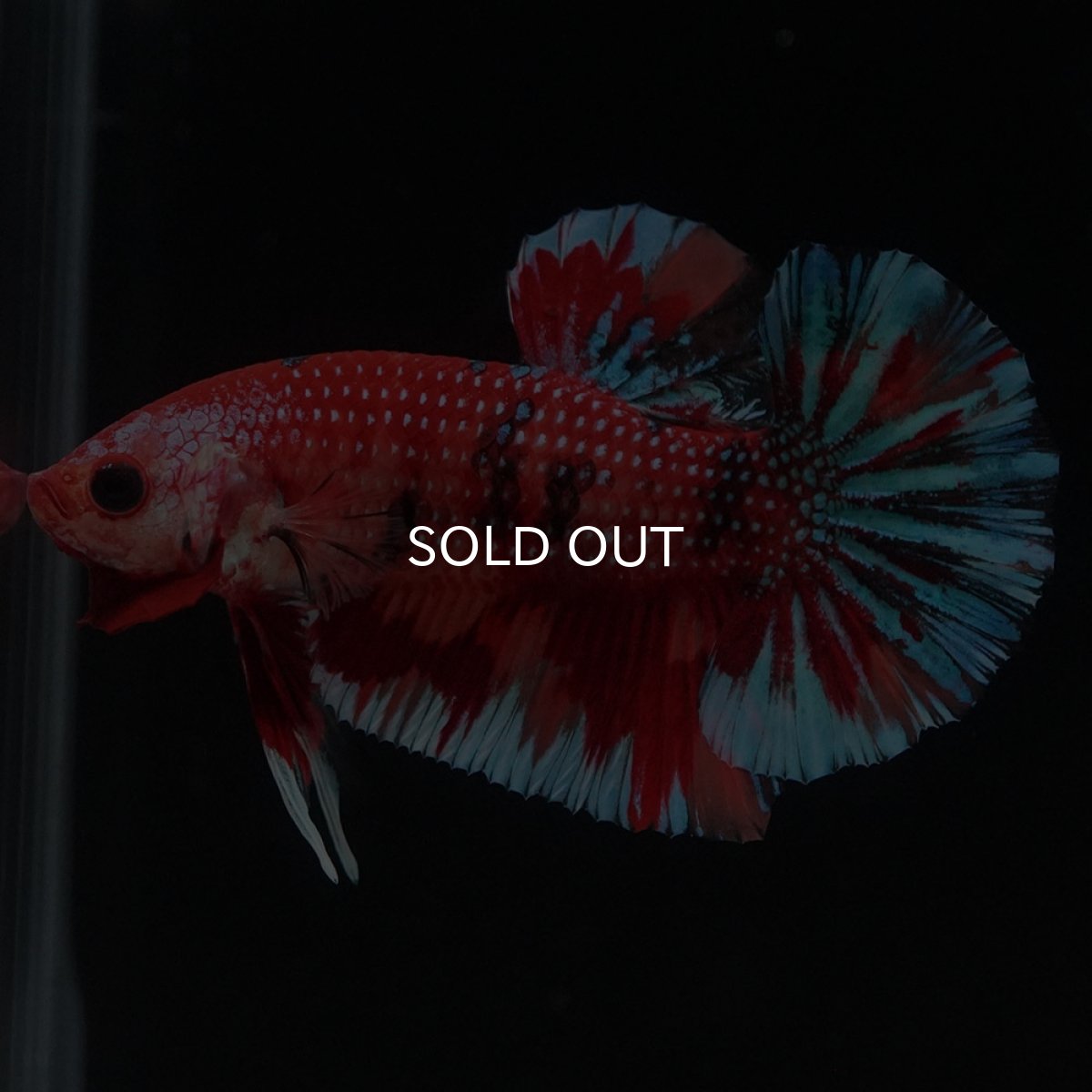 画像6: HMPK　キャンディ (6)