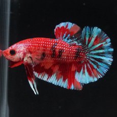 画像6: HMPK　キャンディ (6)