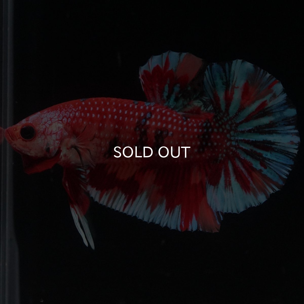 画像1: HMPK　キャンディ (1)