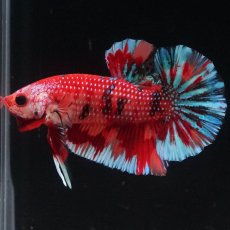 画像1: HMPK　キャンディ (1)