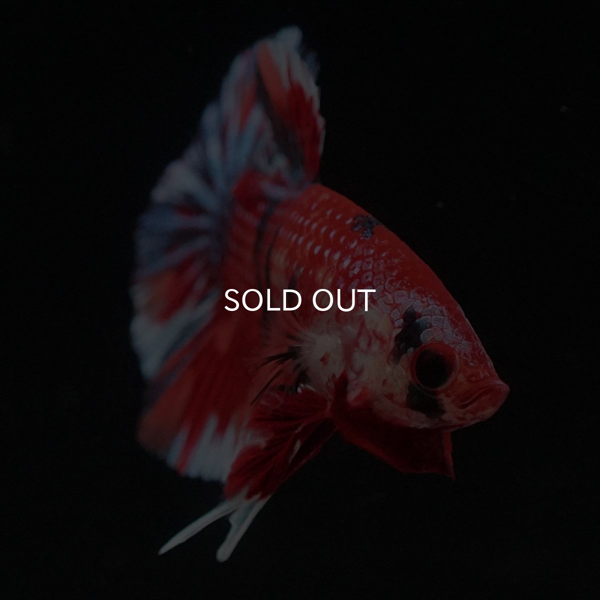 画像3: HMPK　キャンディ (3)