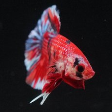 画像3: HMPK　キャンディ (3)