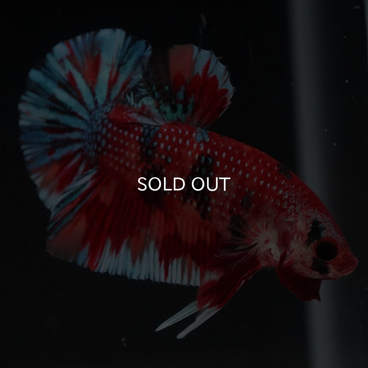 画像5: HMPK　キャンディ (5)