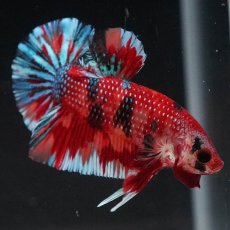 画像5: HMPK　キャンディ (5)