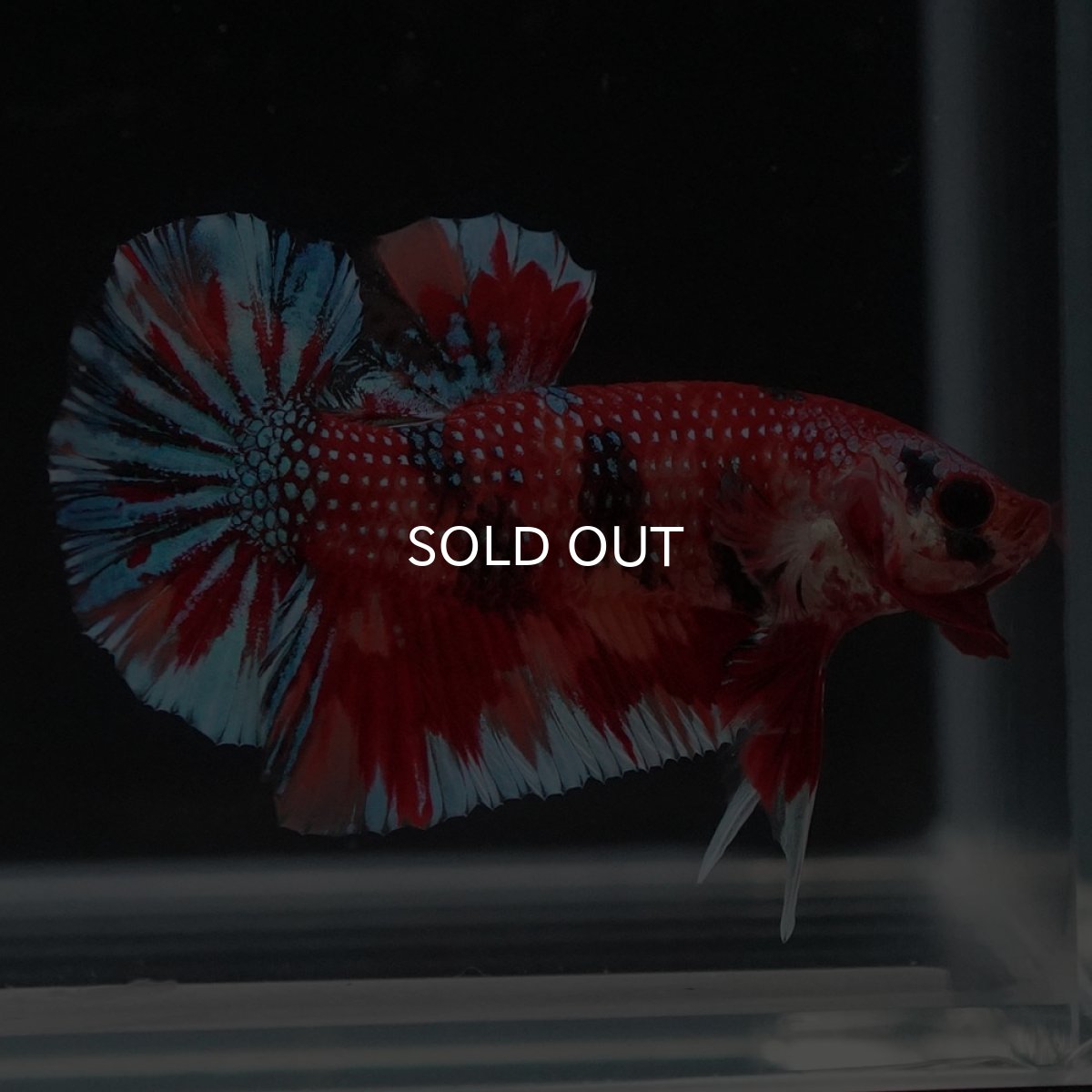 画像2: HMPK　キャンディ (2)