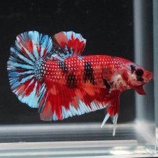 画像2: HMPK　キャンディ (2)