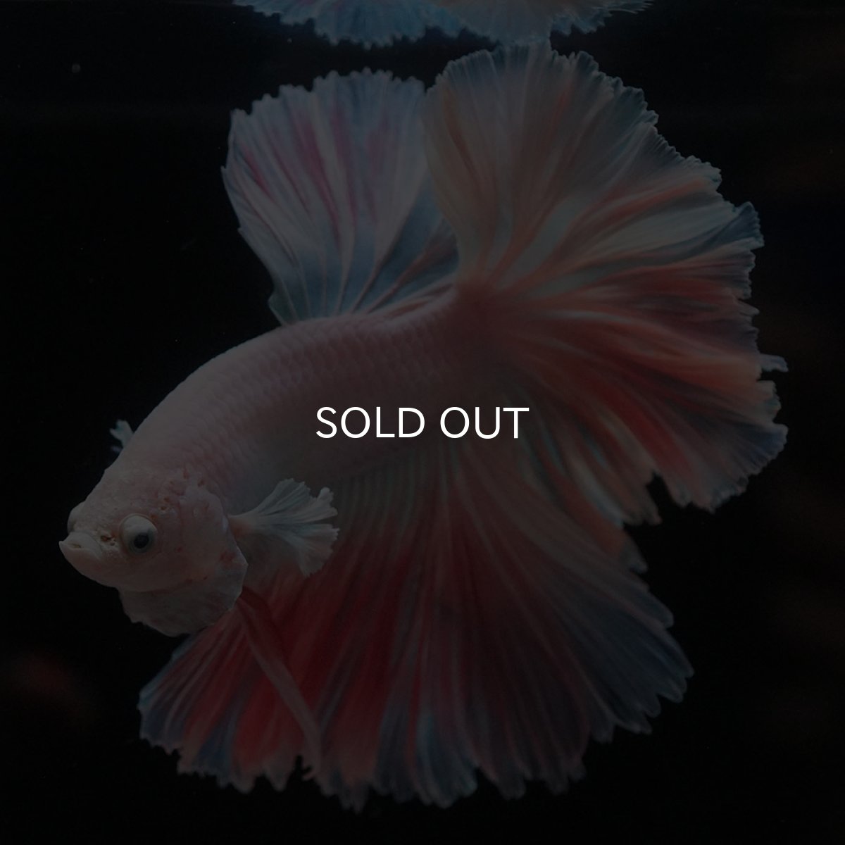 画像9: HM　ホワイトファンシー　ローズテール (9)