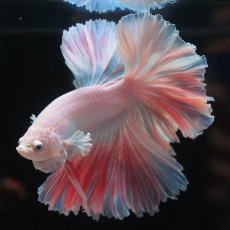 画像9: HM　ホワイトファンシー　ローズテール (9)