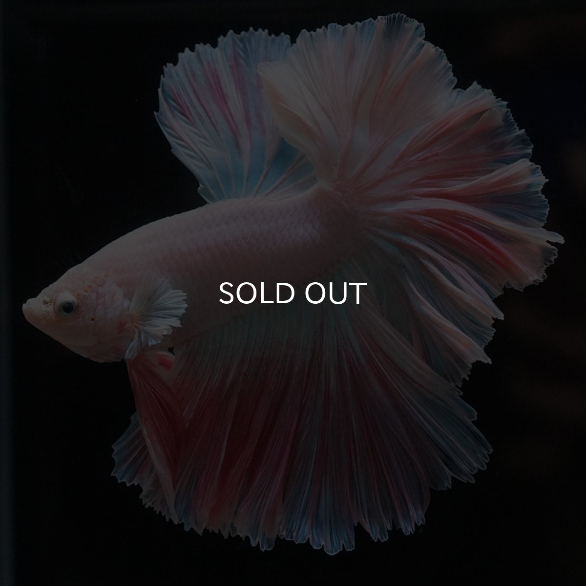 画像2: HM　ホワイトファンシー　ローズテール (2)