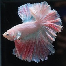 画像2: HM　ホワイトファンシー　ローズテール (2)