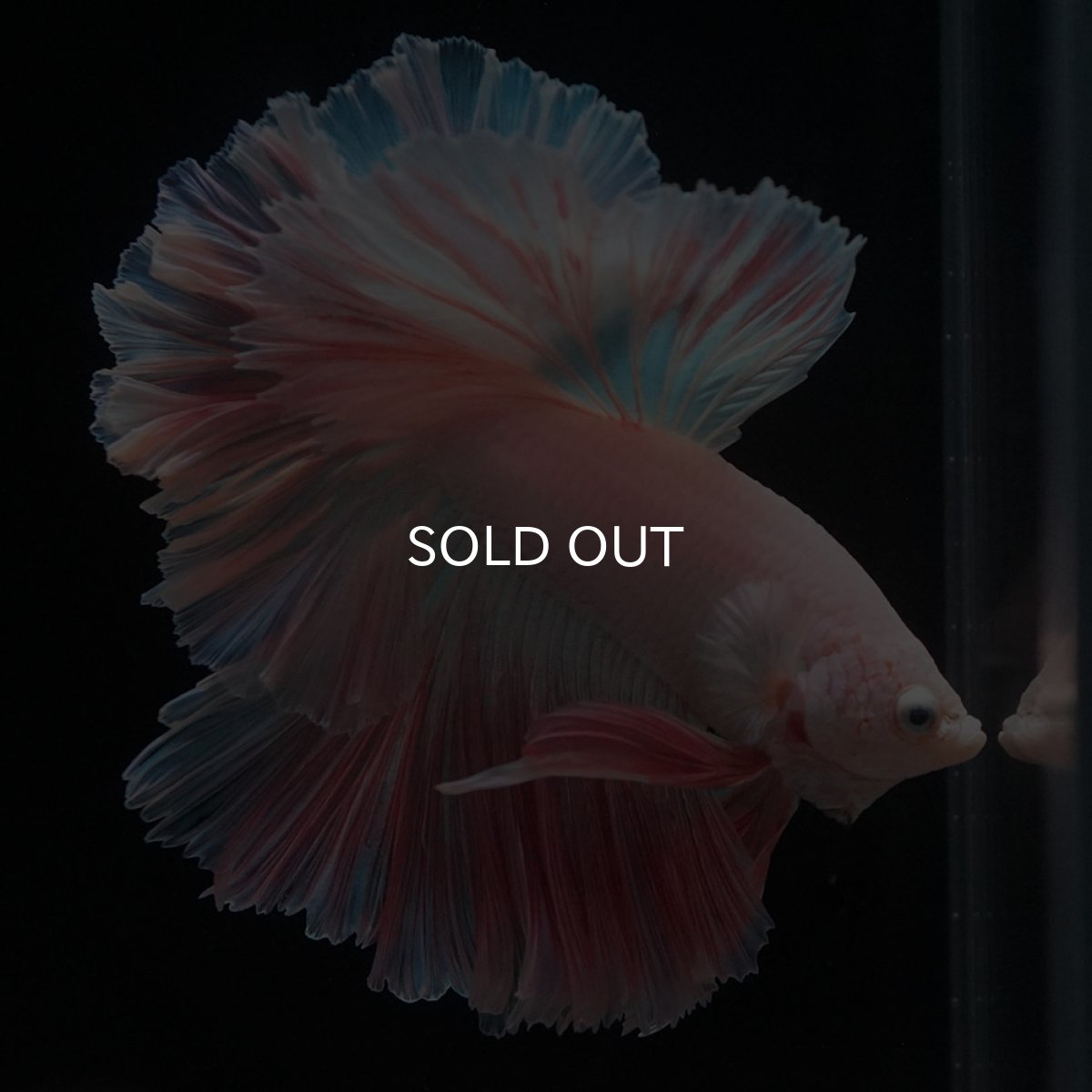 画像8: HM　ホワイトファンシー　ローズテール (8)