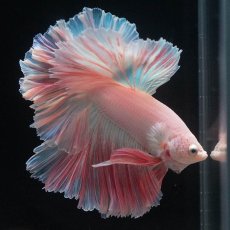 画像8: HM　ホワイトファンシー　ローズテール (8)