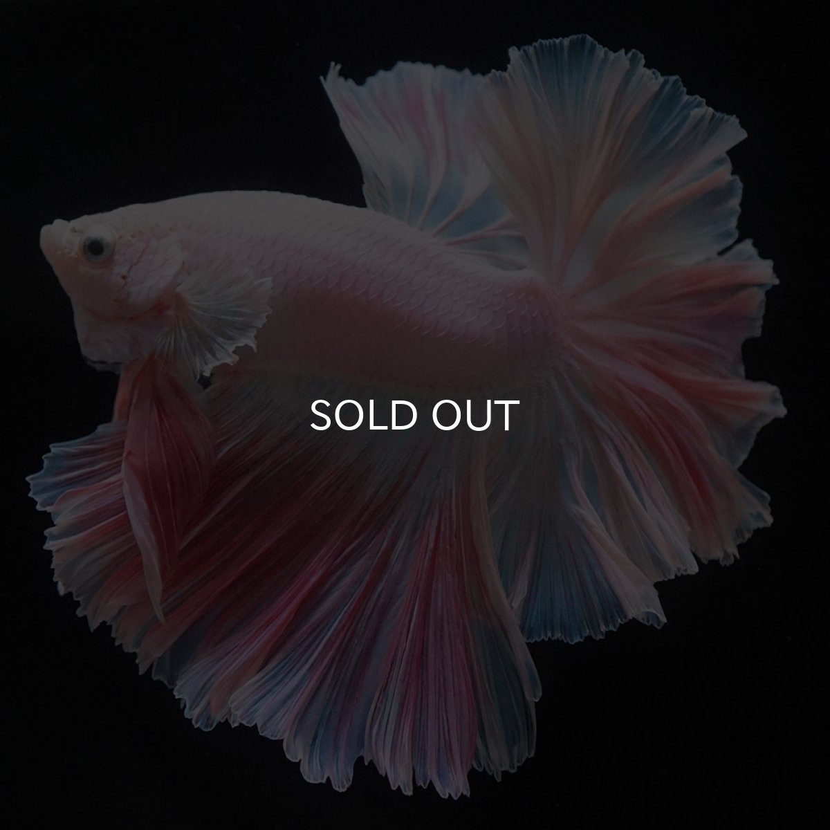 画像12: HM　ホワイトファンシー　ローズテール (12)