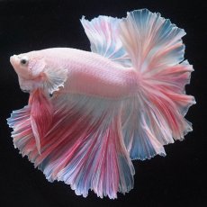 画像12: HM　ホワイトファンシー　ローズテール (12)