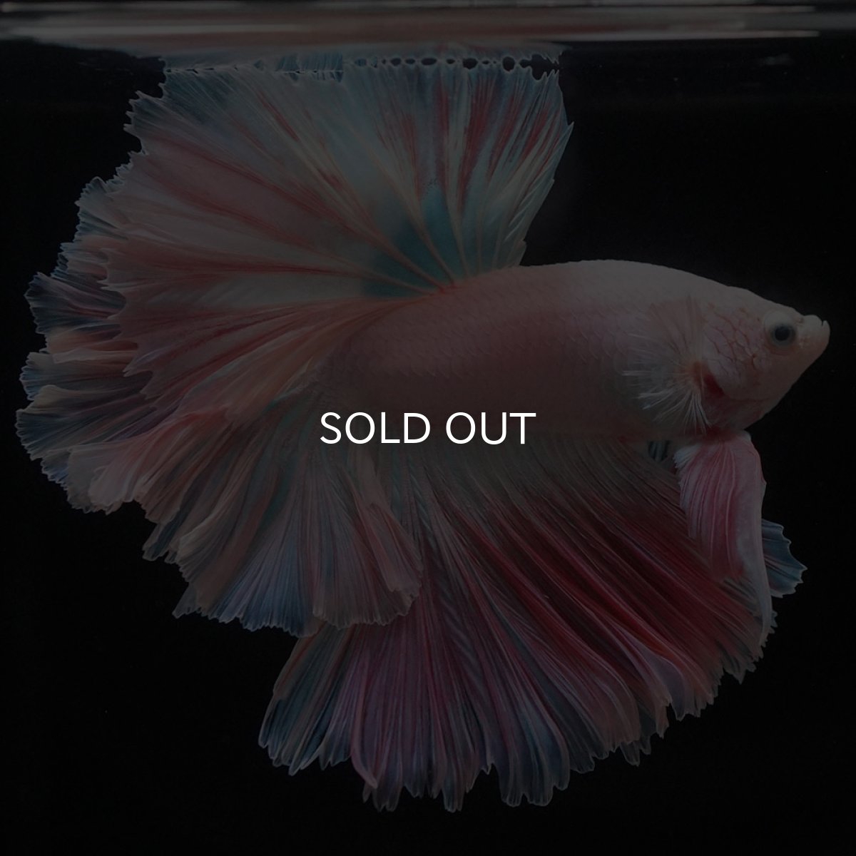 画像1: HM　ホワイトファンシー　ローズテール (1)