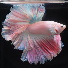 画像1: HM　ホワイトファンシー　ローズテール (1)