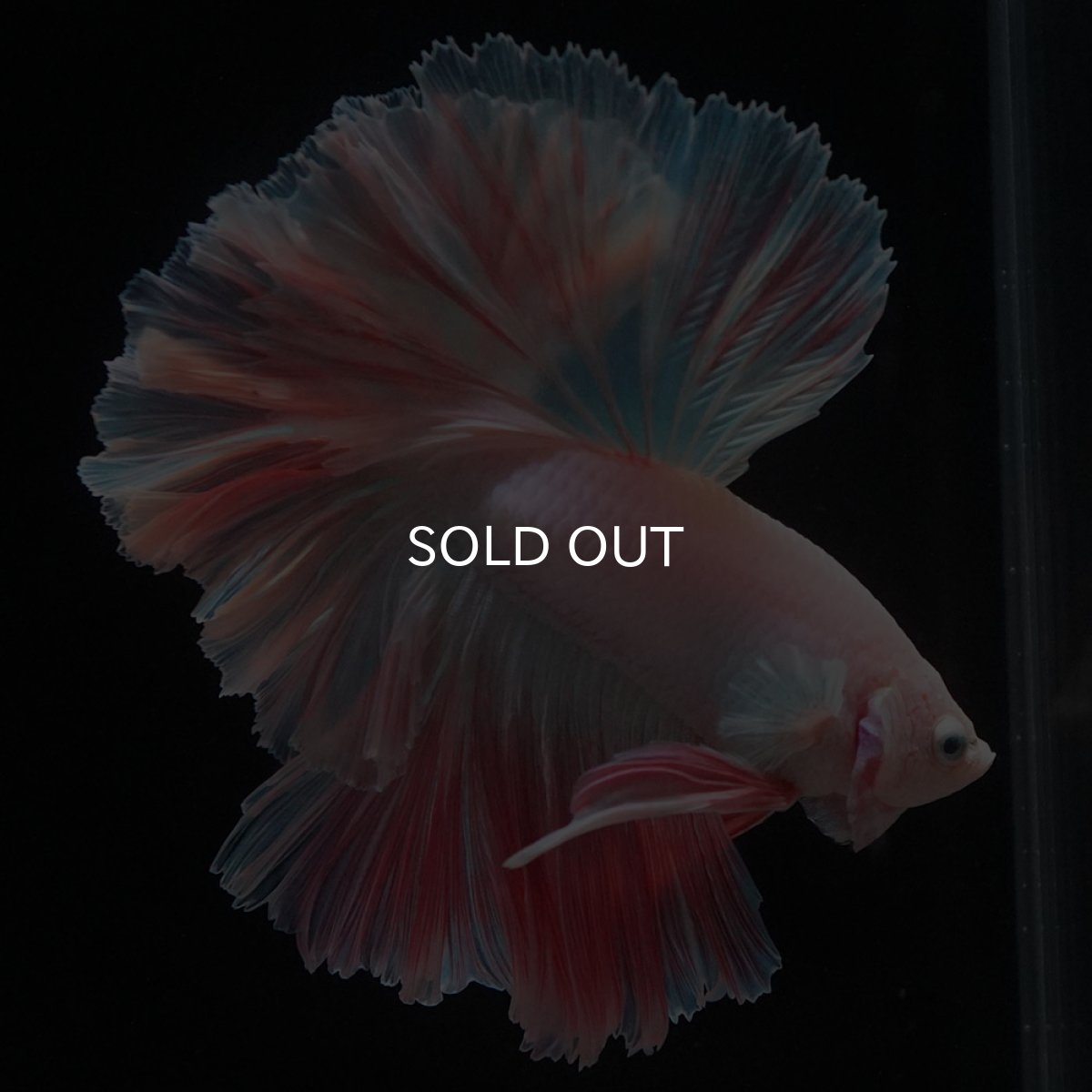 画像11: HM　ホワイトファンシー　ローズテール (11)