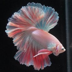 画像11: HM　ホワイトファンシー　ローズテール (11)