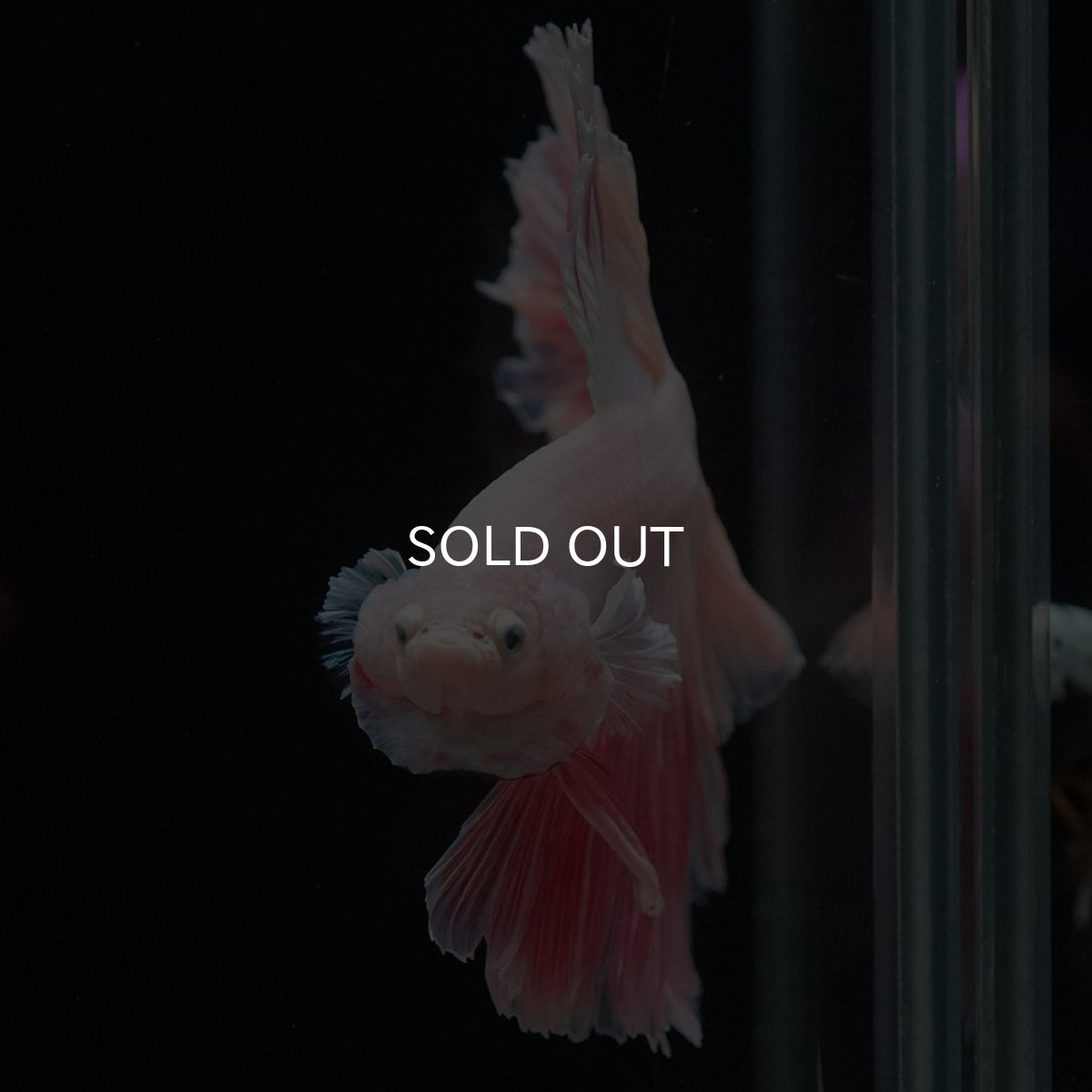 画像3: HM　ホワイトファンシー　ローズテール (3)