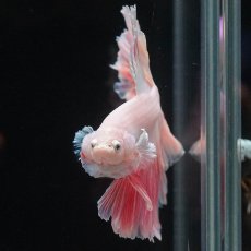 画像3: HM　ホワイトファンシー　ローズテール (3)