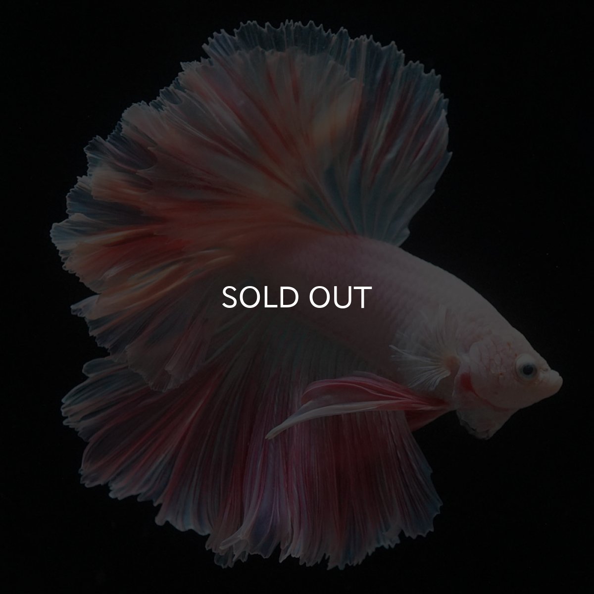 画像10: HM　ホワイトファンシー　ローズテール (10)