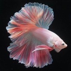 画像10: HM　ホワイトファンシー　ローズテール (10)