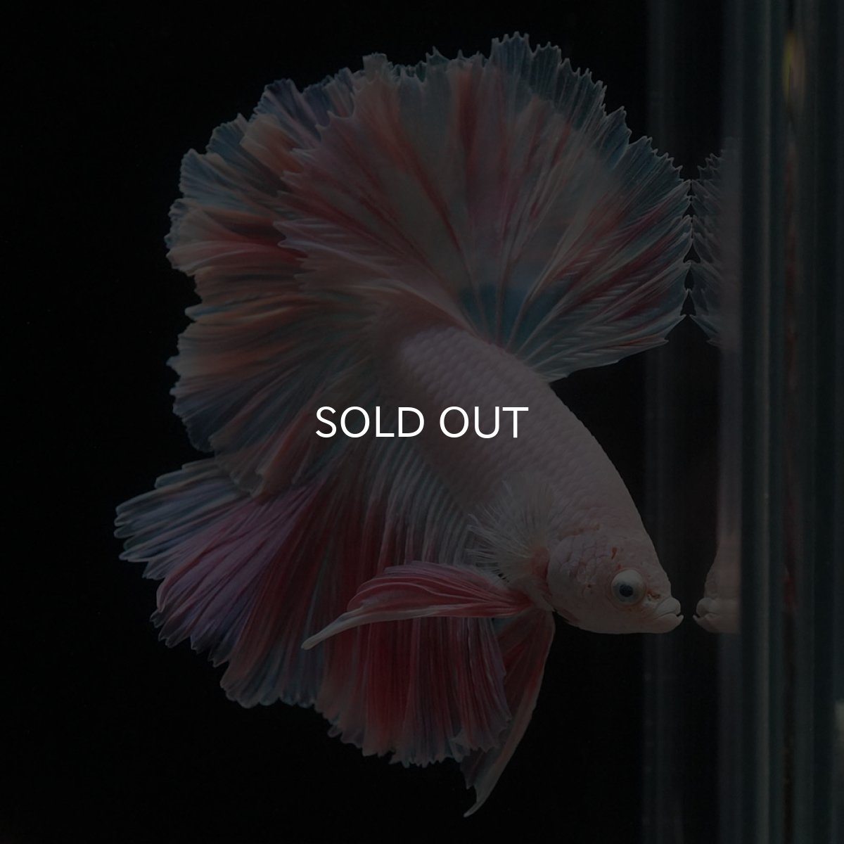 画像6: HM　ホワイトファンシー　ローズテール (6)