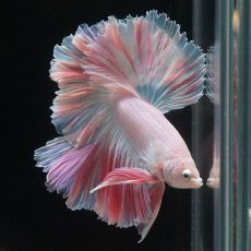 画像6: HM　ホワイトファンシー　ローズテール (6)