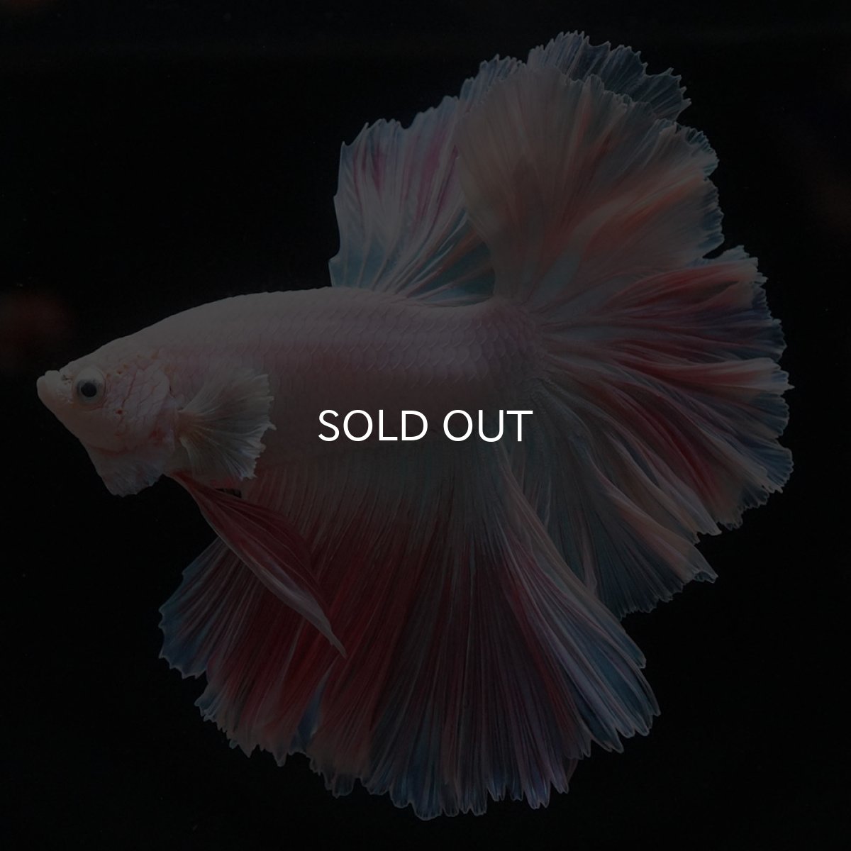 画像7: HM　ホワイトファンシー　ローズテール (7)