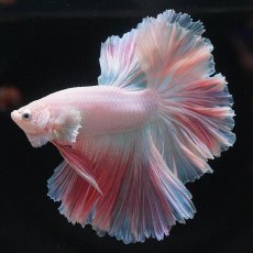 画像7: HM　ホワイトファンシー　ローズテール (7)